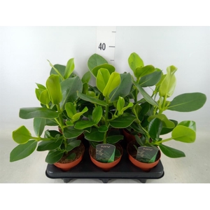 Clusia rosea 'Princess'