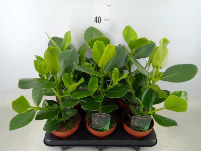 <h4>Clusia rosea 'Princess'</h4>