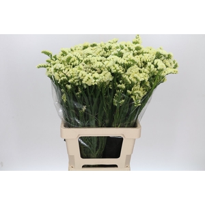 Limonium Statice Crystal Yellow