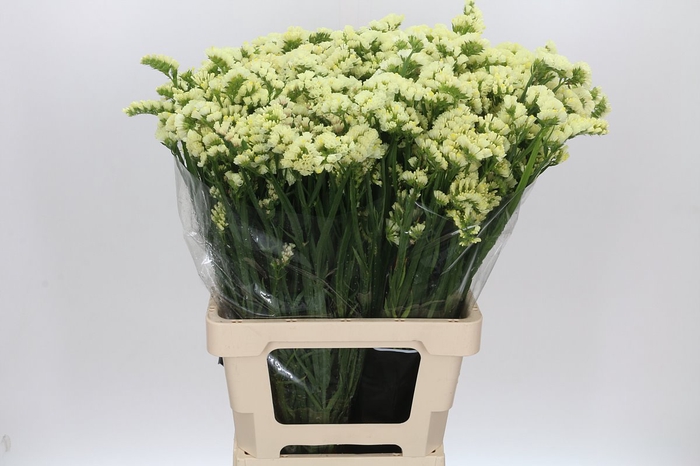 <h4>Limonium Statice Crystal Yellow</h4>