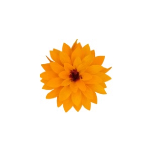 Dahlia yel-04