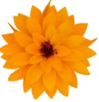 Dahlia yel-04