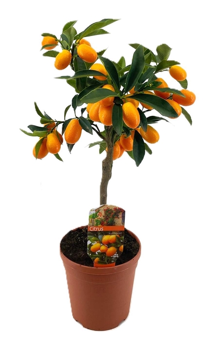 <h4>Citrus kumquat</h4>