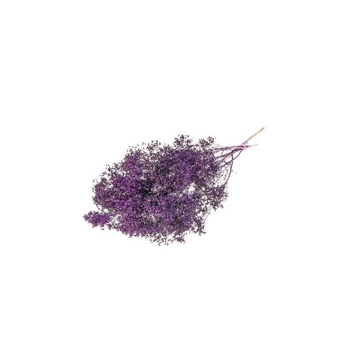 Broom bloom bunch purple