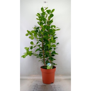 Ficus microcarpa 'Moclame'