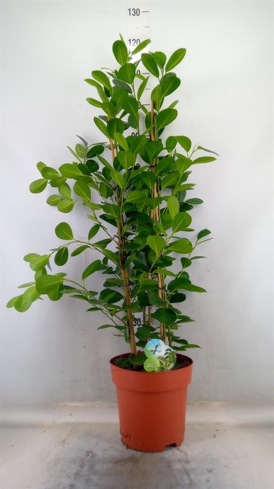 <h4>Ficus microcarpa 'Moclame'</h4>