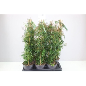 Jasminum Pyramide 400+