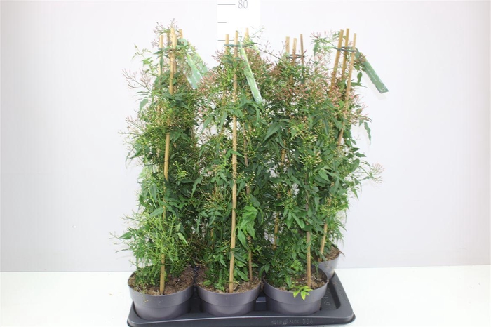 <h4>Jasminum Pyramide 400+</h4>