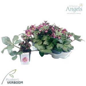 Hell Frostkiss Charmer Medium 15+