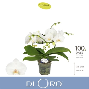 Phalaenopsis overig wit