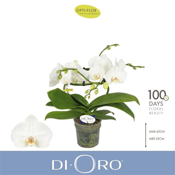 <h4>Phalaenopsis overig wit</h4>