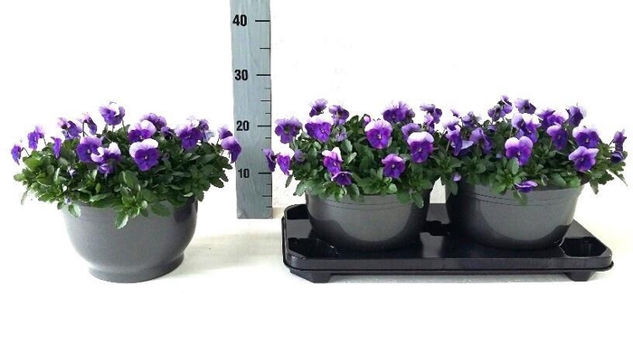 <h4>VIO CO SOR VIO BEAC</h4>