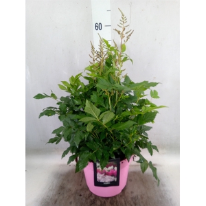 Astilbe   ...