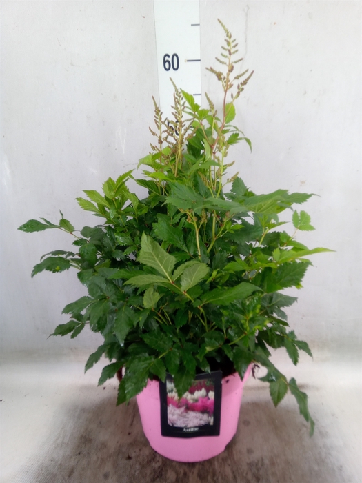 <h4>Astilbe   ...</h4>