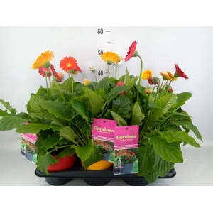 Gerbera  'Garvinea'   ...mix