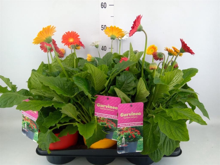 <h4>Gerbera  'Garvinea'   ...mix</h4>