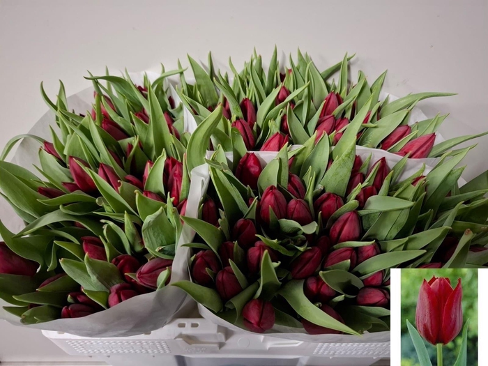 <h4>TU EN PALLADA</h4>