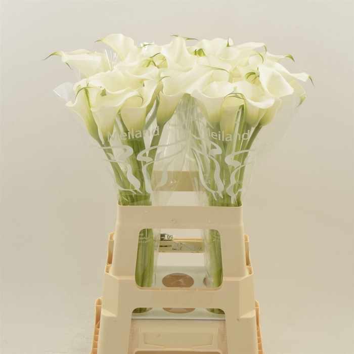 <h4>Calla Ventura | XXL</h4>