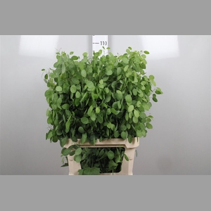 Lunaria Ann Groene P
