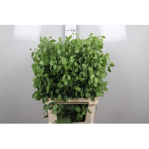 Lunaria Ann Groene P