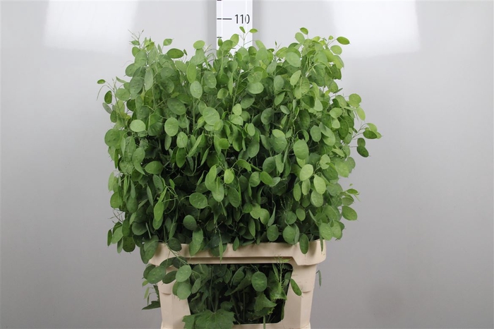 <h4>Lunaria Ann Groene P</h4>