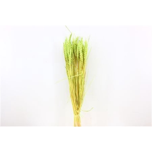 Dried Triticum Bleached Mint Green Bunch