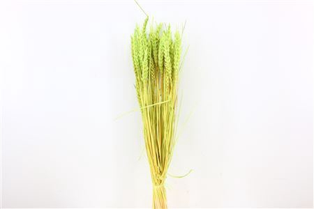 Dried Triticum Bleached Mint Green Bunch