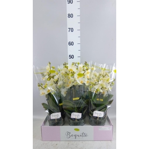 Phalaenopsis multi.   ...white