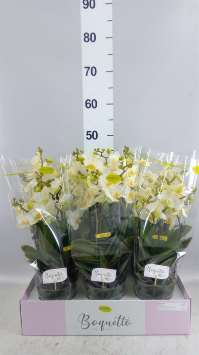 <h4>Phalaenopsis multi.   ...white</h4>