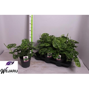 Monstera Obliqua (Leichtlinii) 15Ø 35cm 1pp