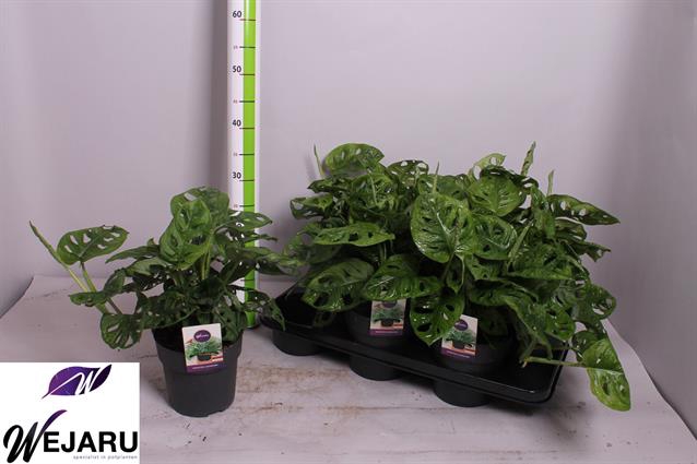 Monstera Obliqua (Leichtlinii) 15Ø 35cm 1pp