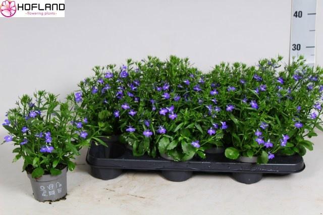 <h4>LOBE PURPLE STAR</h4>