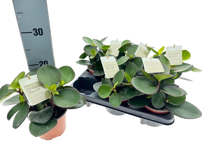 <h4>PEP CLUS RED MARGIN</h4>