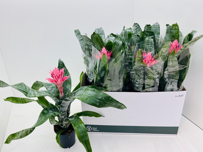 <h4>AECH FAS PRIMERA</h4>