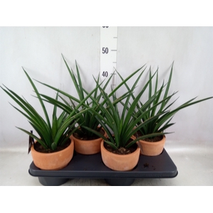 Sansevieria  'Sansiam Moto Green'