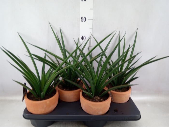 <h4>Sansevieria  'Sansiam Moto Green'</h4>