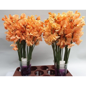 Lathyrus Oranje Magic