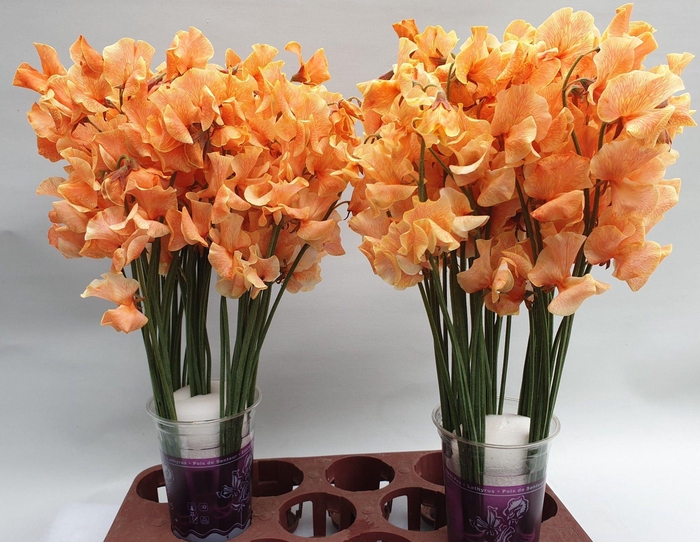 <h4>Lathyrus Oranje Magic</h4>