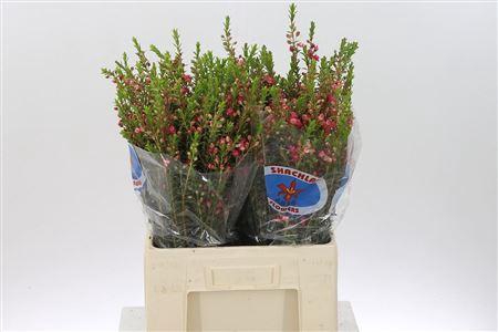 <h4>Chamecordia Rey</h4>