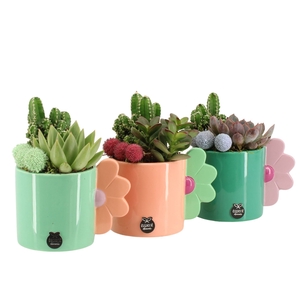 Arr.   Planten L%