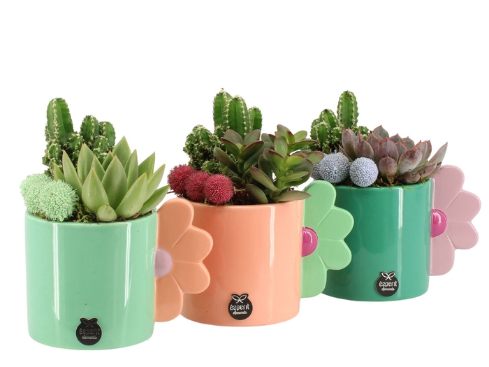 <h4>Arr.   Planten L%</h4>