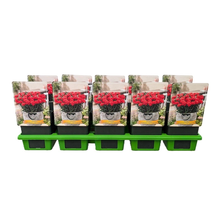 <h4>Dianthus caryophyllus Code ® 'Bright Red' P11</h4>