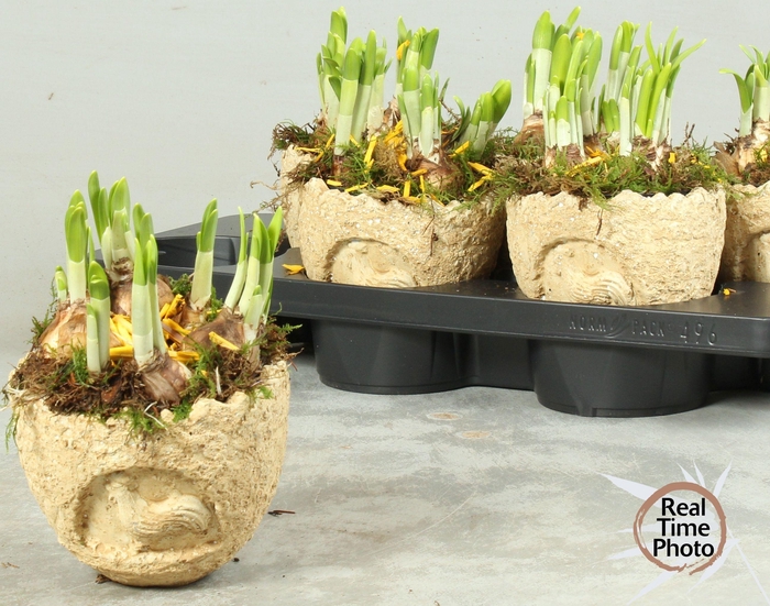 <h4>ARR NARCISSUS</h4>