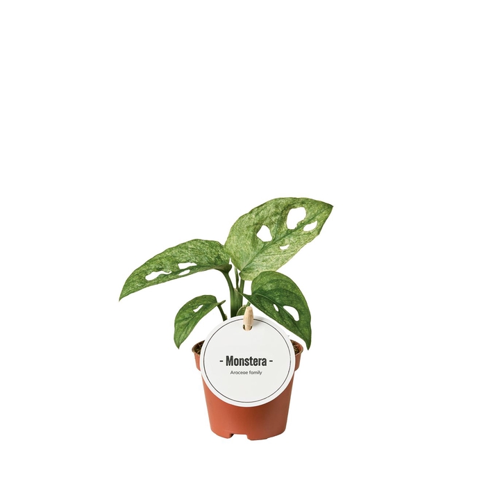 <h4>Monstera obliqua 'Leichtlinii'</h4>