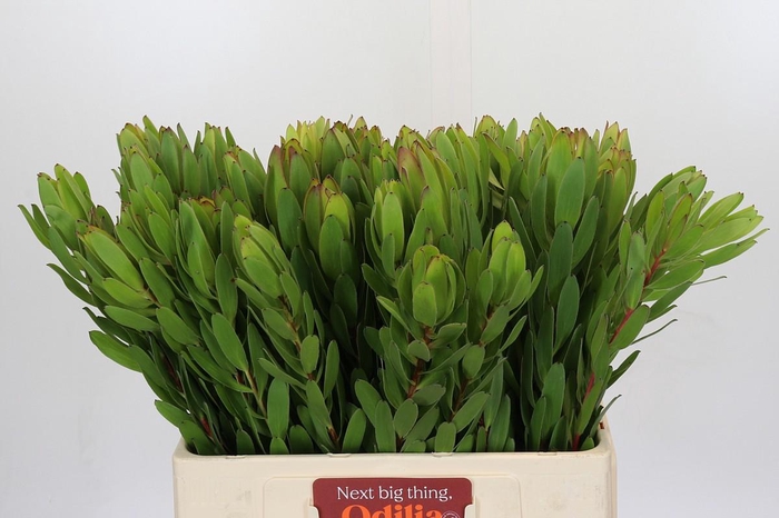 <h4>Leucadendron Goldstrike</h4>