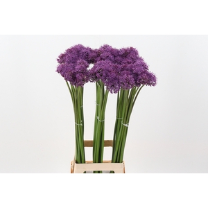 Allium Gladiator