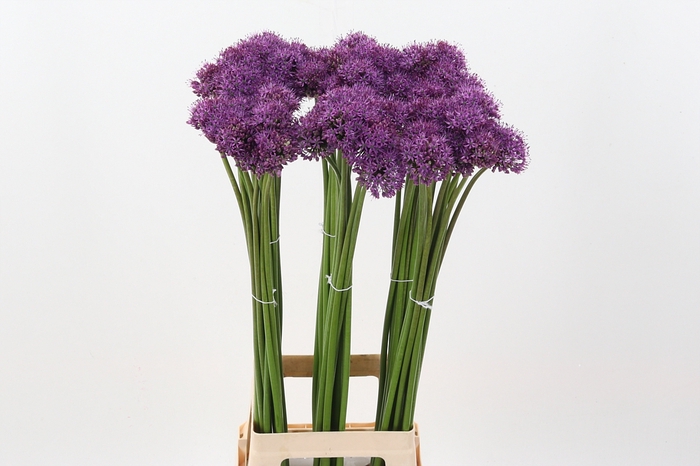 <h4>Allium Gladiator</h4>