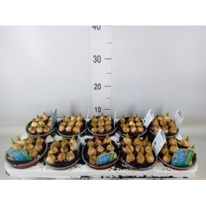 Muscari  'Magic Blue'