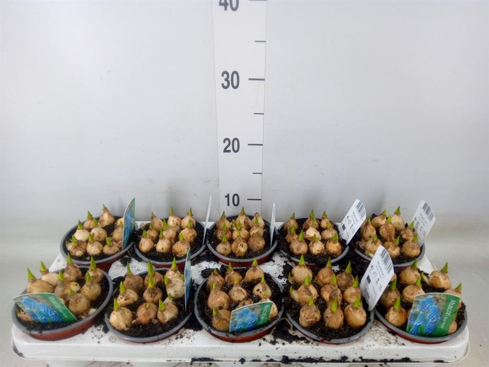 <h4>Muscari  'Magic Blue'</h4>