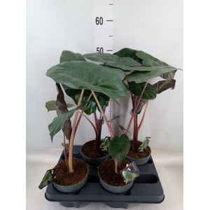 Alocasia saraw. 'Yucatan Princess'